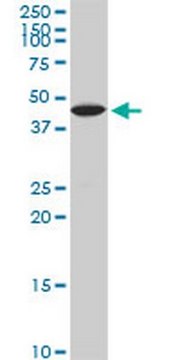 Anti-KLF10 Mouse mAb (4G9) liquid, clone 4G9, Calbiochem&#174;