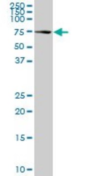 Monoclonal Anti-HSPA1L, (C-terminal) antibody produced in mouse clone 1B5, purified immunoglobulin, buffered aqueous solution