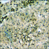 Anti-phospho-Cyclin D1 (pThr286) antibody produced in rabbit affinity isolated antibody