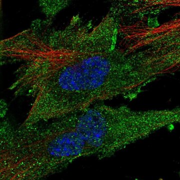 Anti-CLIC2 antibody produced in rabbit Prestige Antibodies&#174; Powered by Atlas Antibodies, affinity isolated antibody