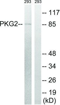 Anti-PKG2 antibody produced in rabbit affinity isolated antibody