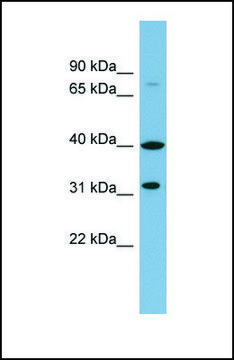 Anti-C9ORF4 antibody produced in rabbit affinity isolated antibody