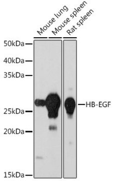 Anti- HB-EGF antibody produced in rabbit