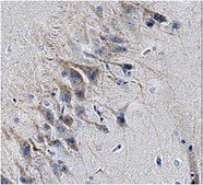 Anti-STMN2 Antibody, clone L5/1 clone L5/1, from mouse