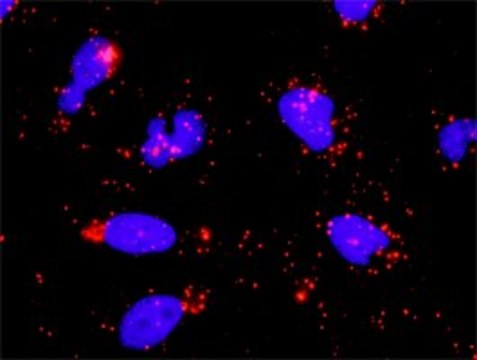 Anti-MYBL2 antibody produced in rabbit purified immunoglobulin, buffered aqueous solution