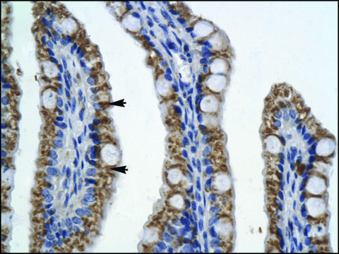 Anti-PITX2 antibody produced in rabbit IgG fraction of antiserum