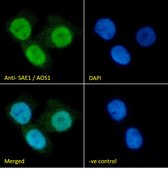 Anti-SAE1/AOS1 antibody produced in goat affinity isolated antibody, buffered aqueous solution