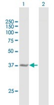 Anti-CTH antibody produced in mouse purified immunoglobulin, buffered aqueous solution