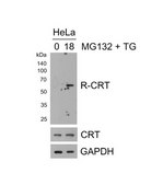 Anti-Calreticulin Antibody, arginylated (Nt-Glu18) from rabbit, purified by affinity chromatography