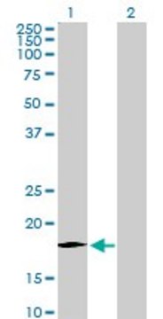 Anti-CCL11 antibody produced in rabbit purified immunoglobulin, buffered aqueous solution