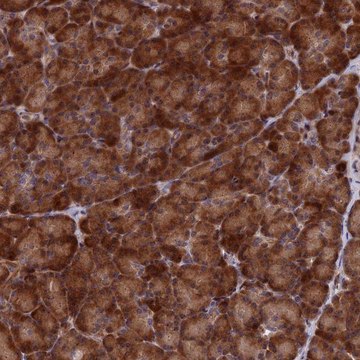 Anti-SH3D21 antibody produced in rabbit Prestige Antibodies&#174; Powered by Atlas Antibodies, affinity isolated antibody, buffered aqueous glycerol solution