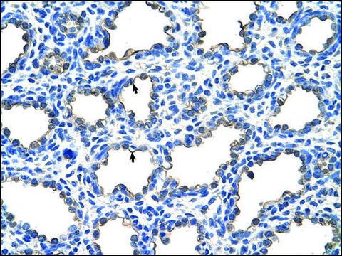 Anti-EMP2 antibody produced in rabbit IgG fraction of antiserum