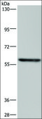 Anti-TAB1 antibody produced in rabbit affinity isolated antibody