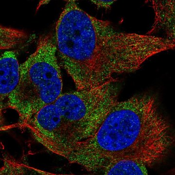 Anti-PIM3 antibody produced in rabbit Prestige Antibodies&#174; Powered by Atlas Antibodies, affinity isolated antibody