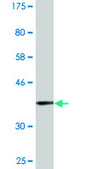 Monoclonal Anti-B3GAT3 antibody produced in mouse clone 1C11, purified immunoglobulin, buffered aqueous solution