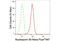 Anti Nucleoporin 50 Antibody, clone 24GB135, Rabbit Monoclonal clone 24GB135, recombinant rabbit monoclonal, expressed in HEK293 cells
