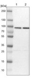 Anti-HSPA12B antibody produced in rabbit Prestige Antibodies® Powered by Atlas Antibodies, affinity isolated antibody, buffered aqueous glycerol solution