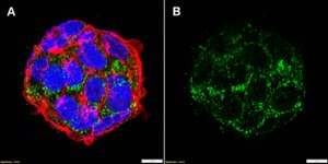 Anti-PCK2/PEPCK Antibody, clone 2I12 ZooMAb® Rabbit Monoclonal recombinant, expressed in HEK 293 cells
