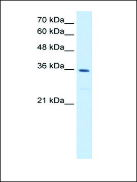 Anti-MTHFD2 antibody produced in rabbit IgG fraction of antiserum