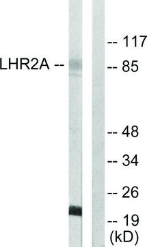 Anti-LHR2A antibody produced in rabbit affinity isolated antibody