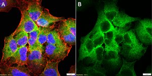 Anti-Cav3.2 Antibody, clone 1D17 ZooMAb® Rabbit Monoclonal recombinant, expressed in HEK 293 cells