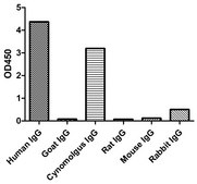 Alpaca Anti-Human IgG(Fcγ) HRP single domain Antibody recombinant Alpaca(VHH) Nano antibody