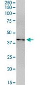Anti-CDCA5 antibody produced in mouse IgG fraction of antiserum, buffered aqueous solution