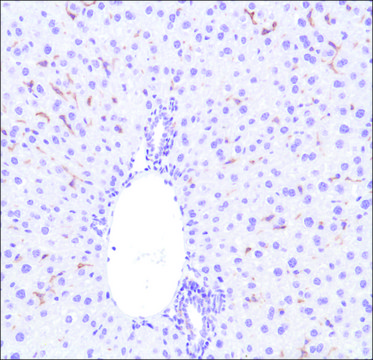 Anti-F4/80 antibody, Rabbit monoclonal clone SP115, recombinant, expressed in proprietary host, affinity isolated antibody