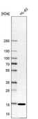 Anti-SNRPD1 antibody produced in rabbit affinity isolated antibody, buffered aqueous glycerol solution