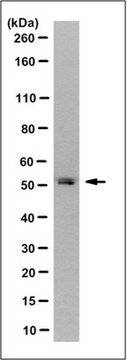 Anti-OAS1 Antibody, clone 1D11.1 clone 1D11.1, from mouse