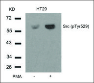 Anti-phospho-SRC (pTyr529) antibody produced in rabbit affinity isolated antibody