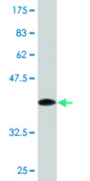 Monoclonal Anti-GPR84 antibody produced in mouse clone 5C3, purified immunoglobulin, buffered aqueous solution