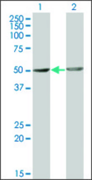 Monoclonal Anti-OMD antibody produced in mouse clone 1E10, purified immunoglobulin, buffered aqueous solution