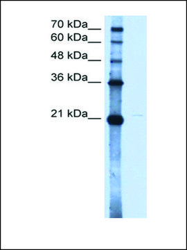 Anti-OLR1 antibody produced in rabbit IgG fraction of antiserum