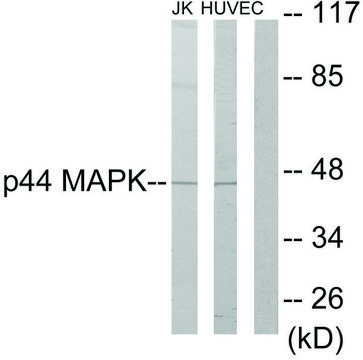 Anti-P44 MAPK antibody produced in rabbit affinity isolated antibody