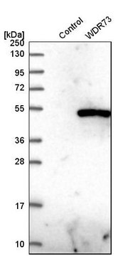 Anti-WDR73 antibody produced in rabbit Prestige Antibodies&#174; Powered by Atlas Antibodies, affinity isolated antibody, buffered aqueous glycerol solution