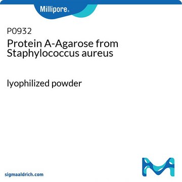 Protein&#160;A-Agarose from Staphylococcus aureus lyophilized powder