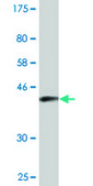 Monoclonal Anti-ENAH antibody produced in mouse clone 3E6, purified immunoglobulin, buffered aqueous solution
