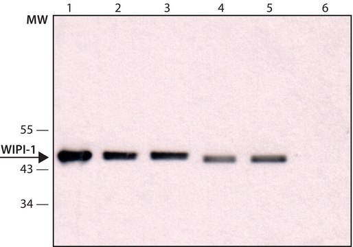 Anti-WIPI-1 (C-terminal) antibody produced in rabbit ~1.0&#160;mg/mL, affinity isolated antibody, buffered aqueous solution