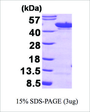 &#945;-烯醇化酶 人 recombinant, expressed in E. coli, &#8805;90% (SDS-PAGE)