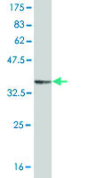 Monoclonal Anti-GRM1 antibody produced in mouse clone 1F7, purified immunoglobulin, buffered aqueous solution