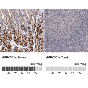 Anti-GPRC5C antibody produced in rabbit Prestige Antibodies&#174; Powered by Atlas Antibodies, affinity isolated antibody, buffered aqueous glycerol solution