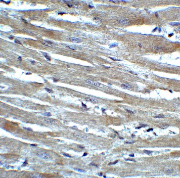 Anti-CX3CR1 antibody produced in rabbit affinity isolated antibody