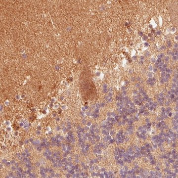 Monoclonal Anti-FABP7 antibody produced in mouse Prestige Antibodies&#174; Powered by Atlas Antibodies, clone CL0236, purified immunoglobulin, buffered aqueous glycerol solution