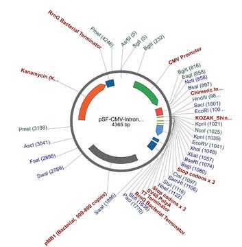 PSF-CMV-INTRON1-INTRON表达质粒 plasmid vector for molecular cloning