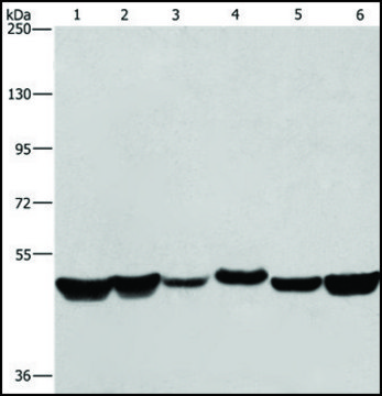 Anti-HNRNPH1 antibody produced in rabbit affinity isolated antibody