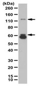 Anti-LILRB2 Antibody from rabbit, purified by affinity chromatography