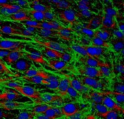 Anti-Actin Antibody, clone 2G2 clone 2G2, from mouse