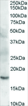 Anti-Cofilin 2 (muscle) antibody produced in goat affinity isolated antibody, buffered aqueous solution