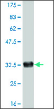 ANTI-FOXL1 antibody produced in mouse clone 3D9, purified immunoglobulin, buffered aqueous solution